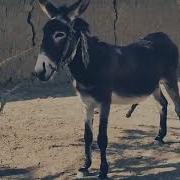 Murrah Donkey Meeting With Horse