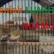 Perenjak Lumut Nembak Ngamuk Gacor