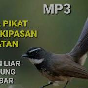 Suara Pikat Jenis Burung Sikatan