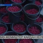 Мөмө Жемиштер Кайдан Келет