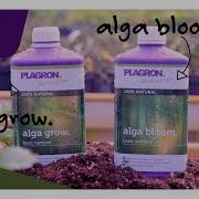 Alga Grow