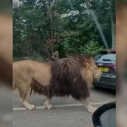 Lion Walking Status