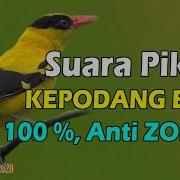 Suara Piakat Burung Kepodang