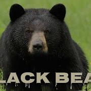 Black Bear Sounds