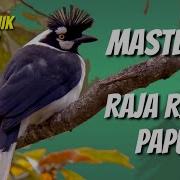 Masteran Burung Seribu Suara Materi Unik Raja Rimba