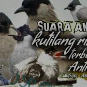 Suara Burung Cangkulileng Ribut