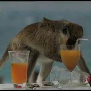 Drinking Monkey