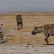 Epic Angry Lion Hunts A Hyena