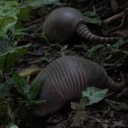 Nine Banded Armadillo