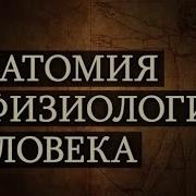 Анатомия И Физиология Человека Лекция