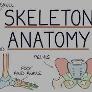 Anatomy