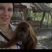 Monkey S Touching Boobs Funny Animals Compilation