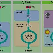 Cs Plant