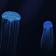 Jellyfish 2D Animation