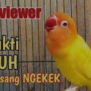 Suara Lovebird 1 Jam