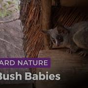 Bushbaby