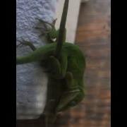 Lizards Mating Lizard Sex Do It Like They Do On The Dis