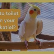 Cockatiel Potty