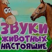 Звуки Добрые Мультики Для Детей