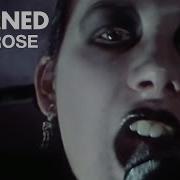 The Damned New Rose