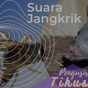 Suara Jangkrik Pengusir Tikos