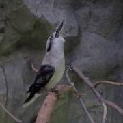 Kookabura Bird Singing