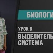 Выделительная Система