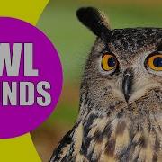 Owl Sound