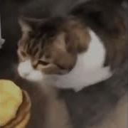 Cheeseburger Cat Meme