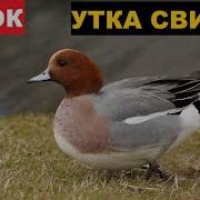 Призывный Крик Утки Свиязь