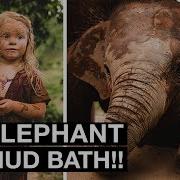 Elephant Mud Bath Incredible Elephant Sanctuary Chiang Mai Thailand 2019