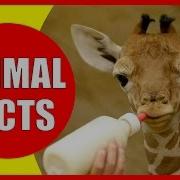 99 Animal Facts Kiddopedia