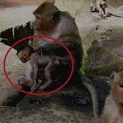 Nasty Female Monkey Dana Pinch Up Hate Poor Baby Brutus Jr Why Mom Jill Ignore