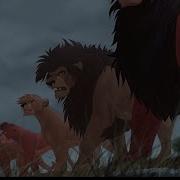 The Lion King Lion Tribute