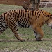 Bengal Tiger Roar