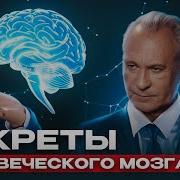 Как Устроен Мозг Человека