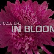 Protoculture In Bloom Marula Music