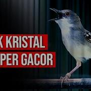 Ciblek Kristal Gacor