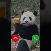 Panda На Звонок