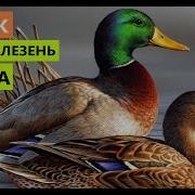 Звук Голос Утка Кряува Очень