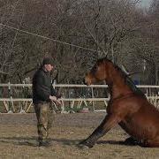 Horse Family Обучение Лошади