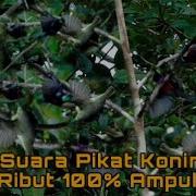 Suara Ricuh Burung Konin