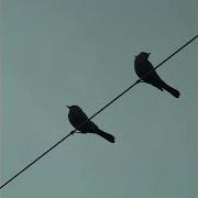 Two Birds On A Wire Tiktok