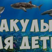 Звуки Акулы Мультик Ушные Акулы Мультик Называется