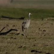 Kraanvogel In De Oostvaardersplassen