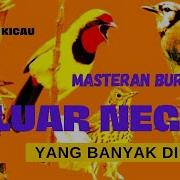 Masteran Burung Eropa