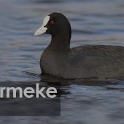 Sakarmeke Coot