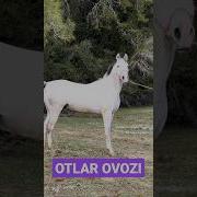 Ot Ovozi