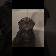 Wet Cat Meme