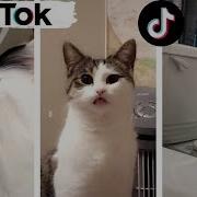 Funny Cat Tik Tok